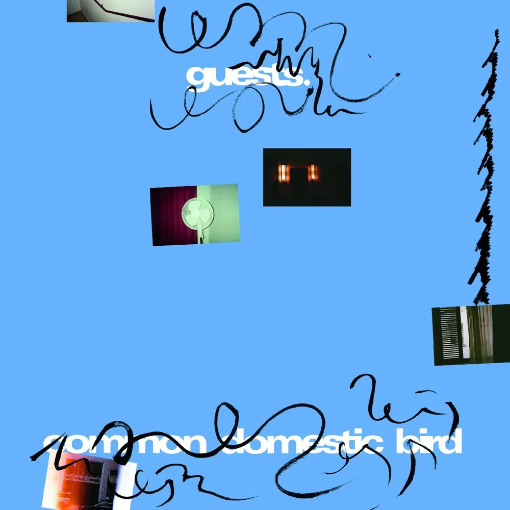 Guests- Common Domestic Bird (PREORDER)